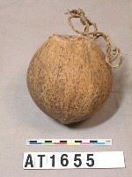 藏品(椰殼壺)的圖片